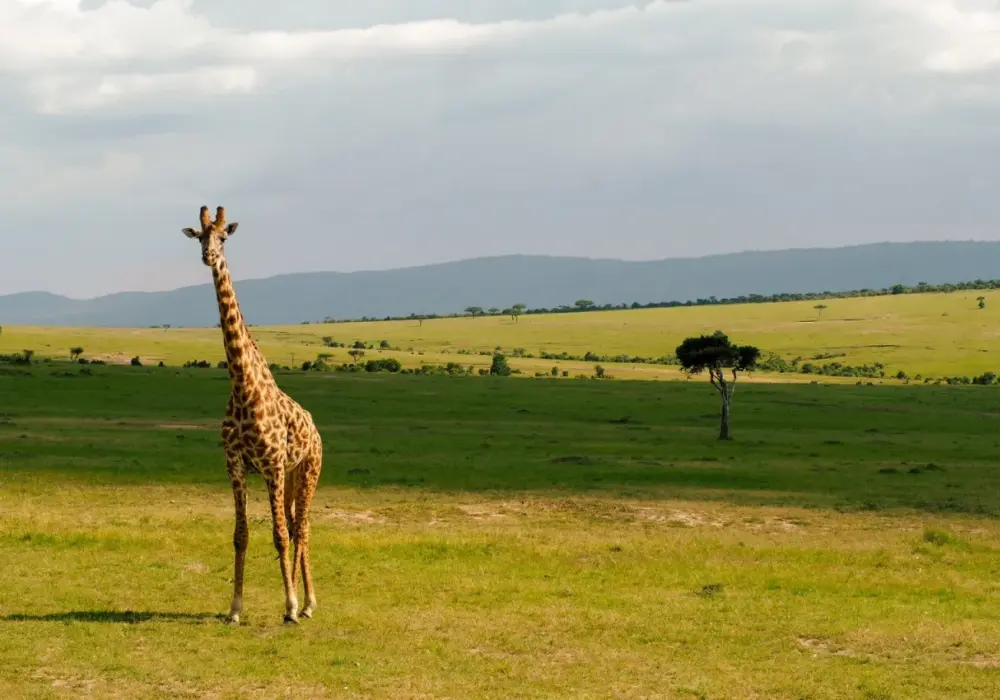 Kenia - Jak zaplanować udany wyjazd? Przewodnik krok po kroku