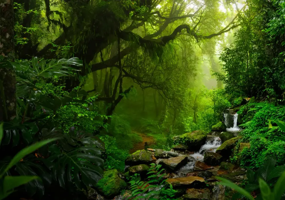 Amazonia - to nie tylko las. Poznaj jej sekrety i zaplanuj podróż!
