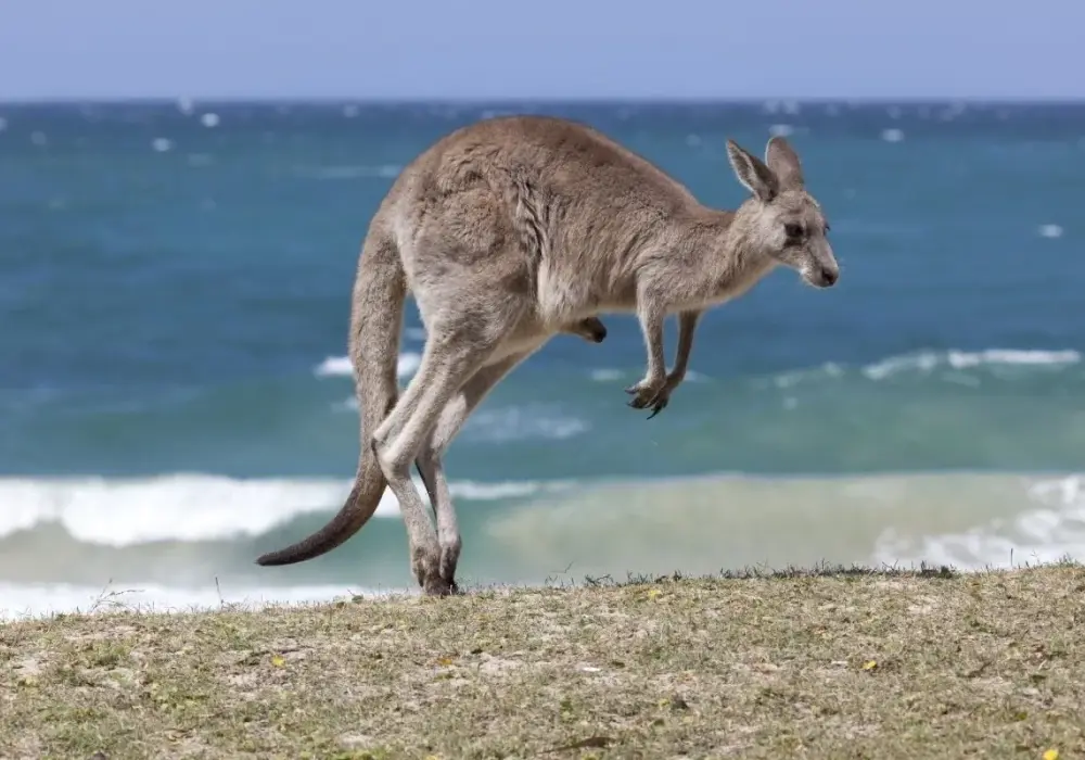Ciekawostki o Australii - Poznaj kraj, który zaskakuje!