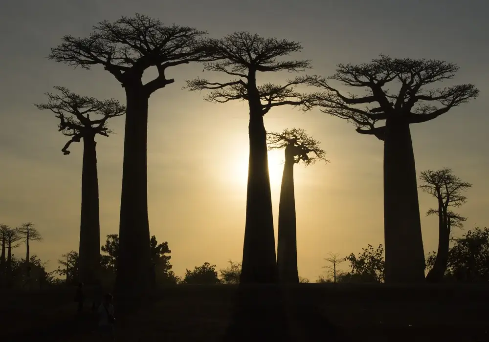 Madagaskar kiedy jechać: najlepszy czas na niezapomnianą podróż