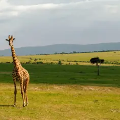 Żyrafa na tle sawanny. Idealne kenia wakacje, by podziwiać dziką przyrodę.