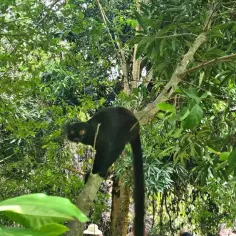 Czarny lemur z żółtymi oczami siedzi na drzewie. Niezwykłe spotkanie podczas wakacji na Madagaskarze.