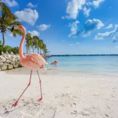 Różowe flamingi spacerują po piaszczystej plaży, idealne na aruba wakacje. Palmy i turkusowa woda tworzą rajski krajobraz.