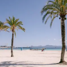 Palmy nad piaszczystą plażą Playa de Muro. W oddali widać morze, molo i góry.