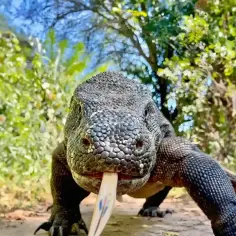 Smok z Komodo wychyla język, badając otoczenie wśród bujnej zieleni. Jego łuski lśnią w słońcu.