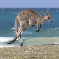 Skaczący kangur na plaży. Ciekawe ciekawostki o Australii: te torbacze potrafią skakać na odległość 9 metrów!