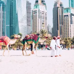 Dwa wielbłądy na plaży w Dubaju, z drapaczami chmur w tle. Zastanawiasz się, ile się leci do Dubaju?