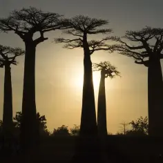 Madagaskar kiedy jechać: najlepszy czas na niezapomnianą podróż