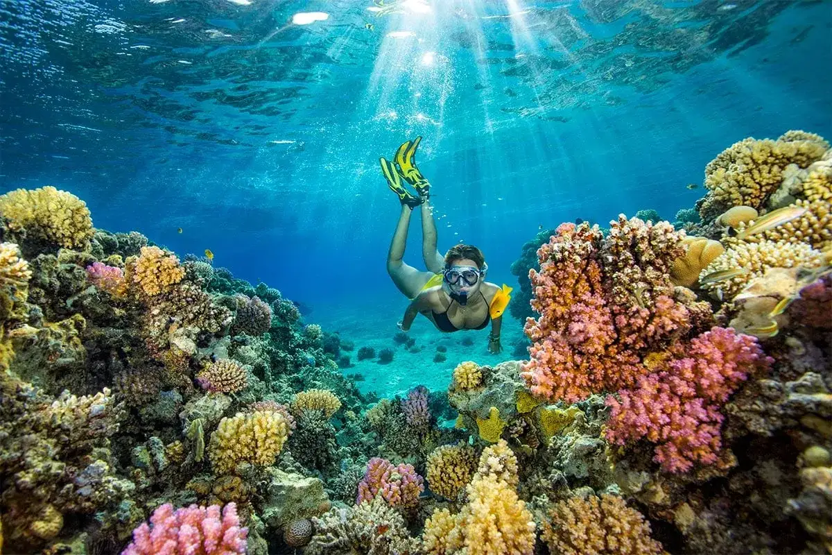 Nurkowanie w rafach Raja Ampat. Kolorowe koralowce i błękitna woda tworzą magiczny podwodny świat.
