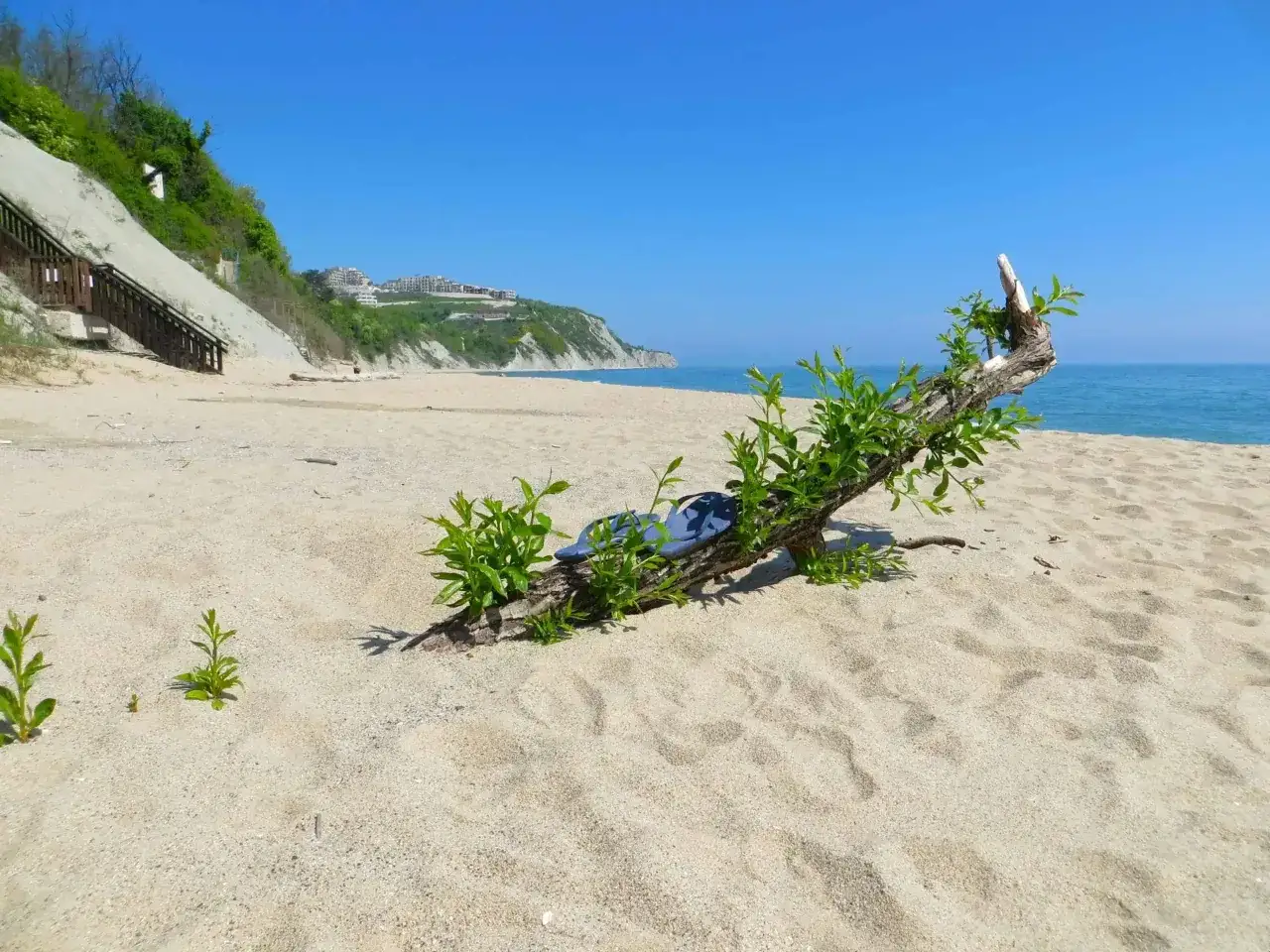 Plaża w Bułgarii z dryfującym drewnem i zielenią. Ceny w Bułgarii są przystępne, idealne na wakacje.