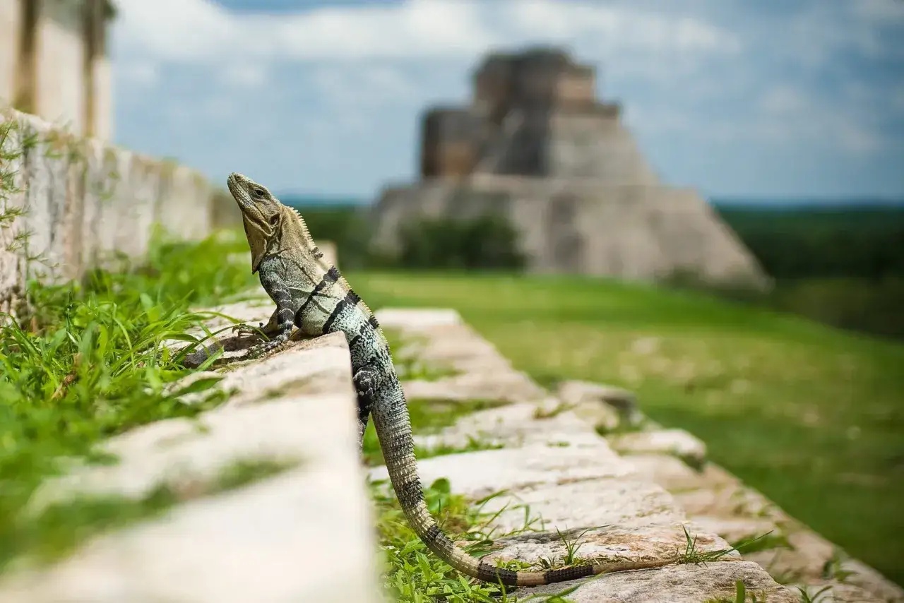 Iguana na kamiennych schodach, w tle majaczy piramida. Niezapomniana wycieczka do Meksyku.