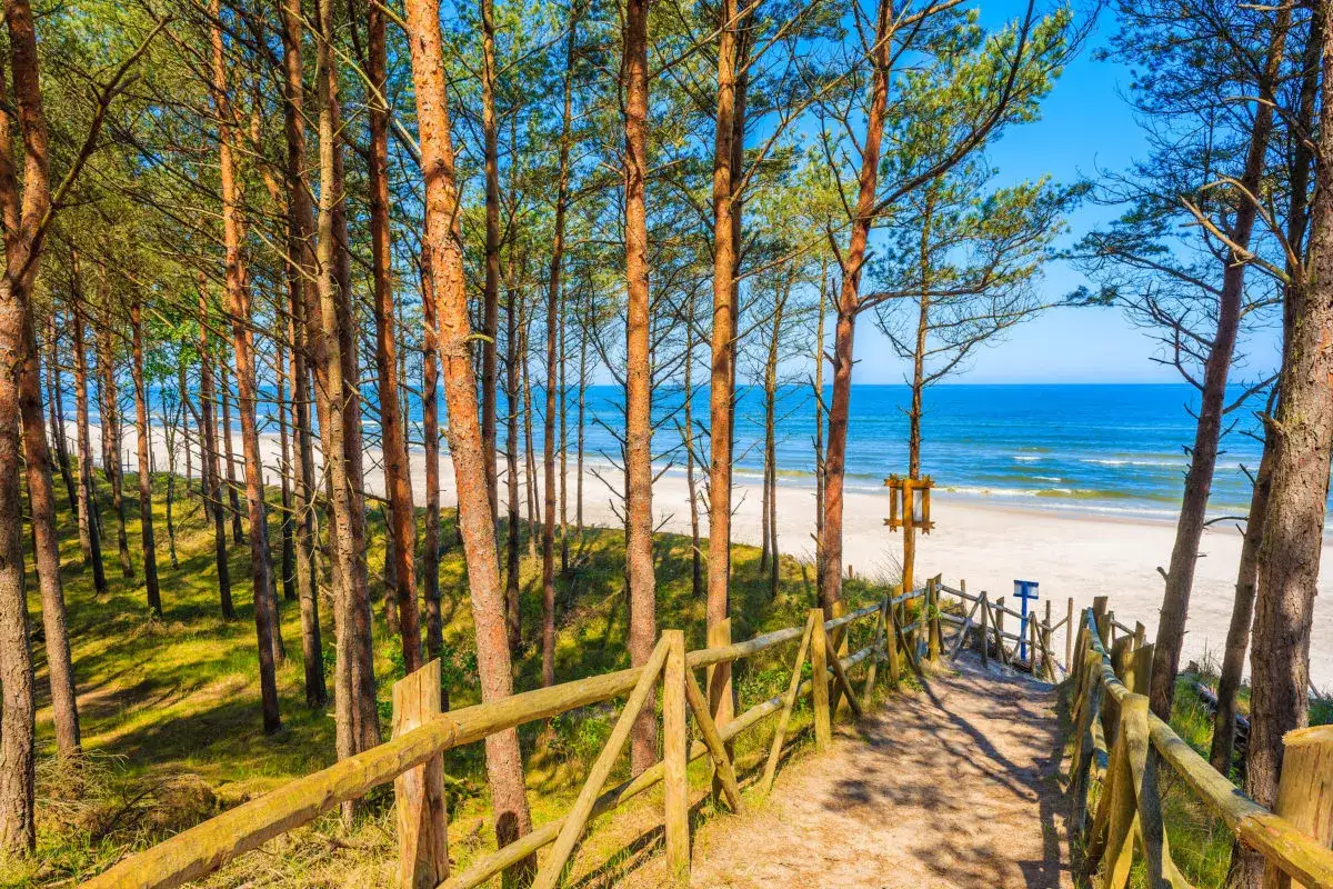Ścieżka przez sosnowy las prowadzi na jedną z najpiękniejszych plaż w Polsce. Biały piasek, turkusowe morze i błękitne niebo.