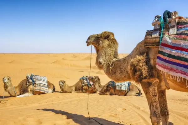 Djerba - wycieczki fakultatywne. Które wybrać?