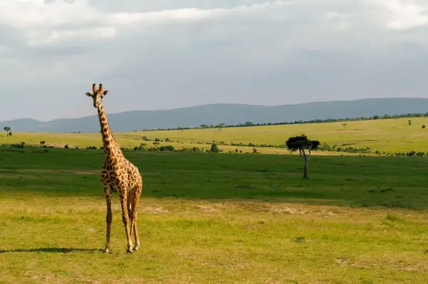 Kenia - Jak zaplanować udany wyjazd? Przewodnik krok po kroku